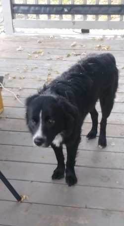 Roseys first snow Border Collie 3