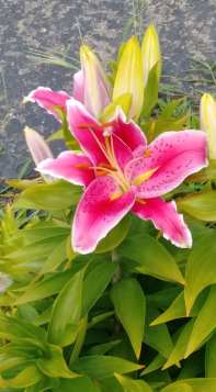 Lillies in bloom 2020